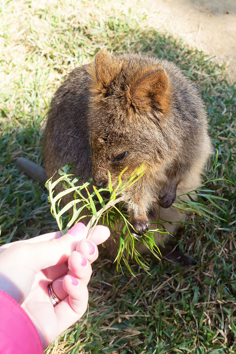 Best Things To Do in Sydney! Thinking about planning a trip down under? Here are the best things to do in Sydney, Australia.