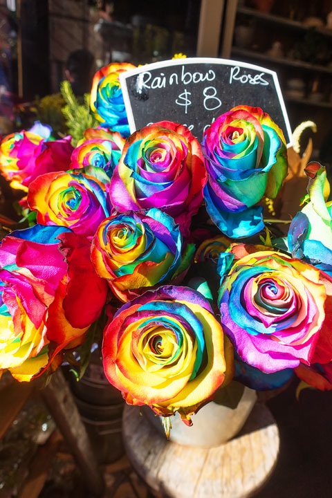 Image of Rainbow Roses at The Grounds of Alexandria