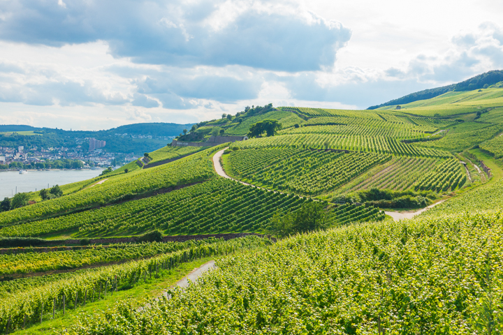 Visiting Heidelberg, Mainz, Rudesheim, and Trier on the Cities of Light Viking River Cruise from Prague to Paris!