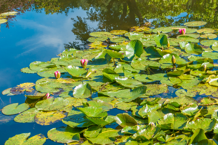 Take an easy, half-day trip from Paris to see Claude Monet's gardens and home in Giverny and see the famous water lilies pond!