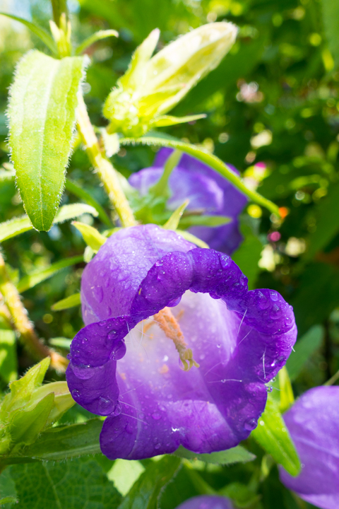 Take an easy, half-day trip from Paris to see Claude Monet's gardens and home in Giverny and see the famous water lilies pond!