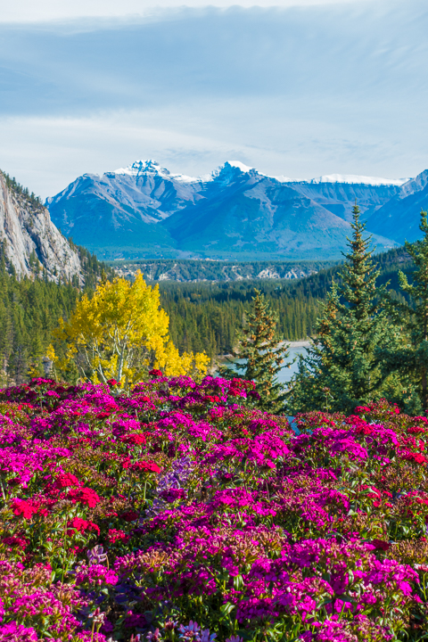 Where to Eat in Banff! The best food, restaurants, and hotels in Banff National Park, Alberta, Canada