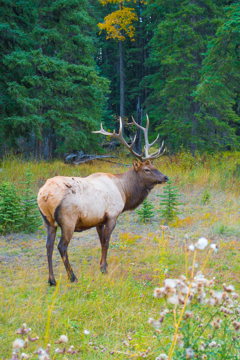 What To Do and See at Banff National Park, Alberta, Canada