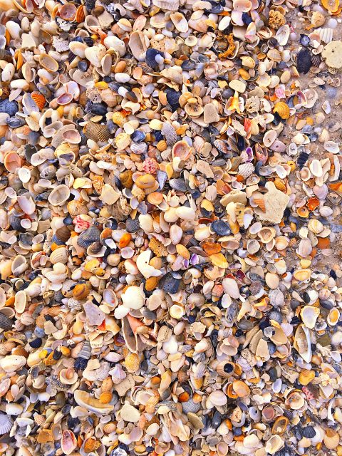 Cape San Blas Beach Shells