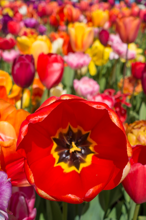 When & Where to See the Tulips in Holland (the Netherlands). Just 30 minutes from Amsterdam