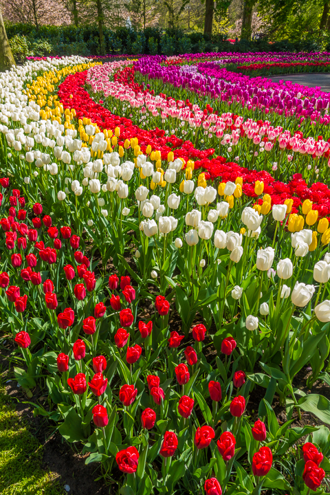 When & Where to See the Tulips in Holland (the Netherlands). Just 30 minutes from Amsterdam