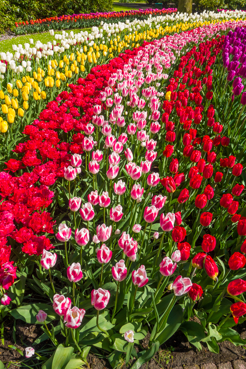 When & Where to See the Tulips in Holland (the Netherlands). Just 30 minutes from Amsterdam