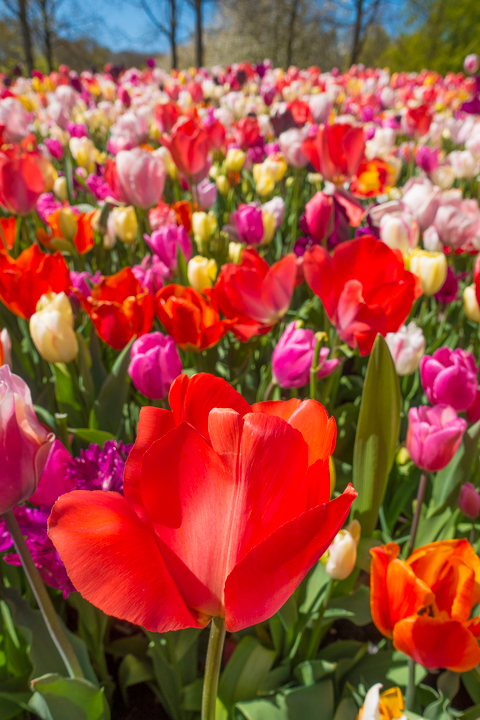 When & Where to See the Tulips in Holland (the Netherlands). Just 30 minutes from Amsterdam