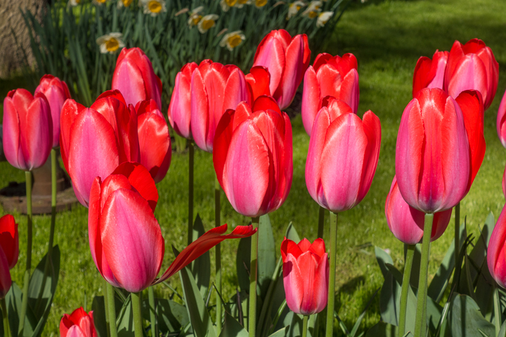 When & Where to See the Tulips in Holland (the Netherlands). Just 30 minutes from Amsterdam