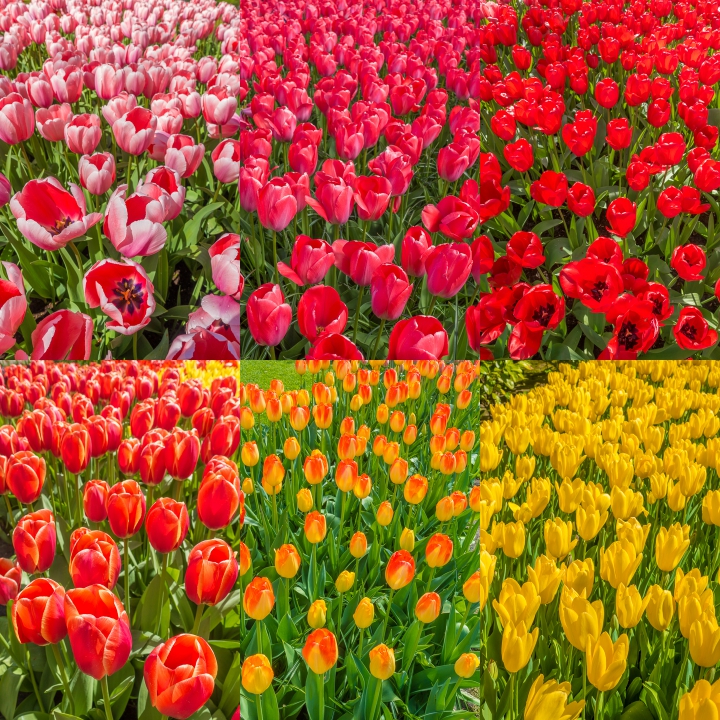 When & Where to See the Tulips in Holland (the Netherlands). Just 30 minutes from Amsterdam