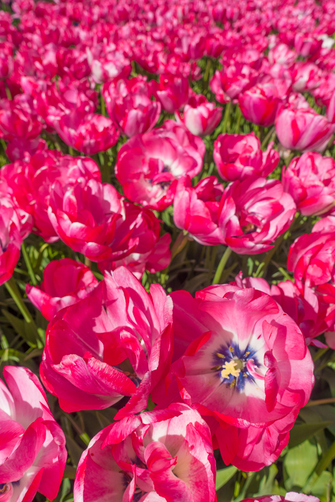 When & Where to See the Tulips in Holland (the Netherlands). Just 30 minutes from Amsterdam