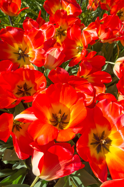 When & Where to See the Tulips in Holland (the Netherlands). Just 30 minutes from Amsterdam