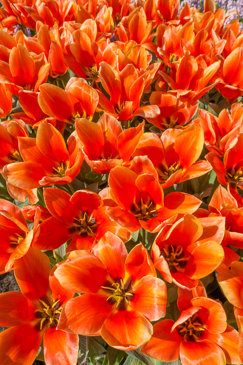 When & Where to See the Tulips in Holland (the Netherlands). Just 30 minutes from Amsterdam