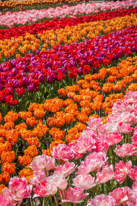 When & Where to See the Tulips in Holland (the Netherlands). Just 30 minutes from Amsterdam