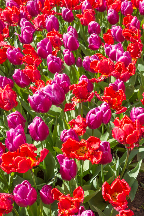 When & Where to See the Tulips in Holland (the Netherlands). Just 30 minutes from Amsterdam