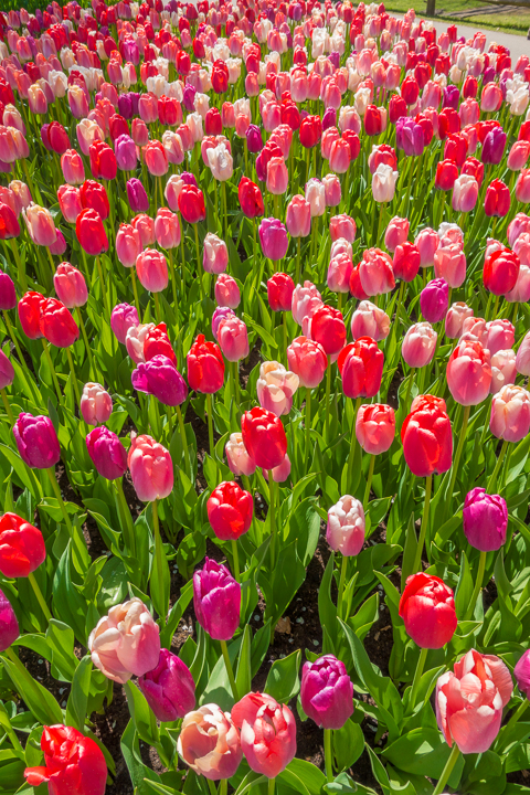 When & Where to See the Tulips in Holland (the Netherlands). Just 30 minutes from Amsterdam