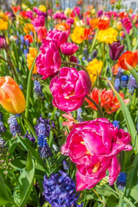 When & Where to See the Tulips in Holland (the Netherlands). Just 30 minutes from Amsterdam