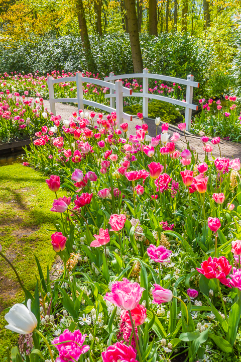 When & Where to See the Tulips in Holland (the Netherlands). Just 30 minutes from Amsterdam