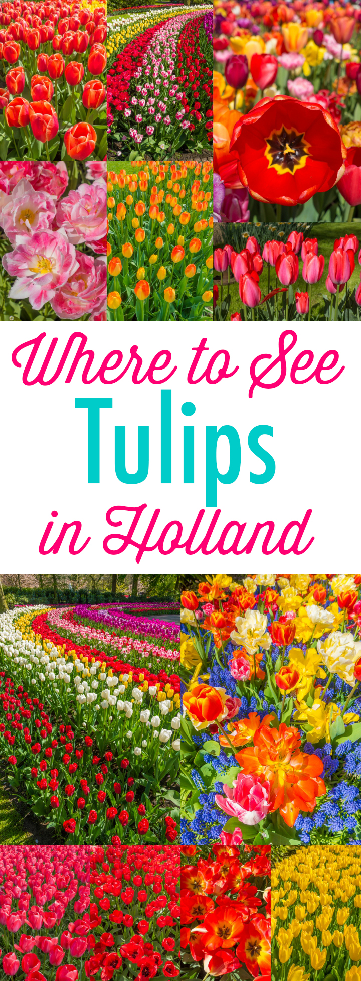 When & Where to See the Tulips in Holland (the Netherlands). Just 30 minutes from Amsterdam