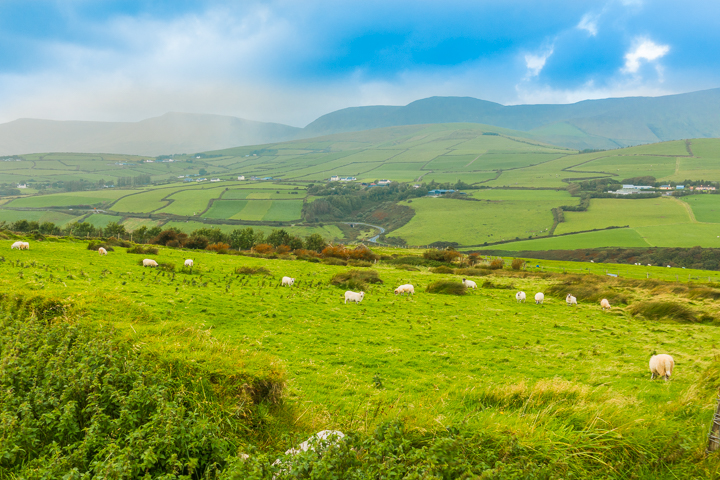 Which scenic drive should you take in Ireland? The Ring of Kerry or the Dingle Peninsula?