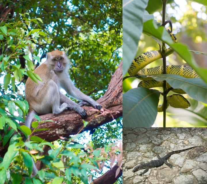 Penang Island, Malaysia Wildlife