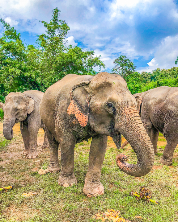 Best Day Trips from Chiang Mai, Thailand -- The White Temple, The Black House, The Golden Triangle, Hiking with Elephants and more! Chiang Mai is a MUST see in Thailand!!