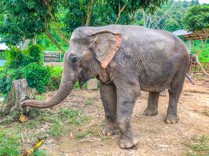 Best Day Trips from Chiang Mai, Thailand -- The White Temple, The Black House, The Golden Triangle, Hiking with Elephants and more! Chiang Mai is a MUST see in Thailand!!