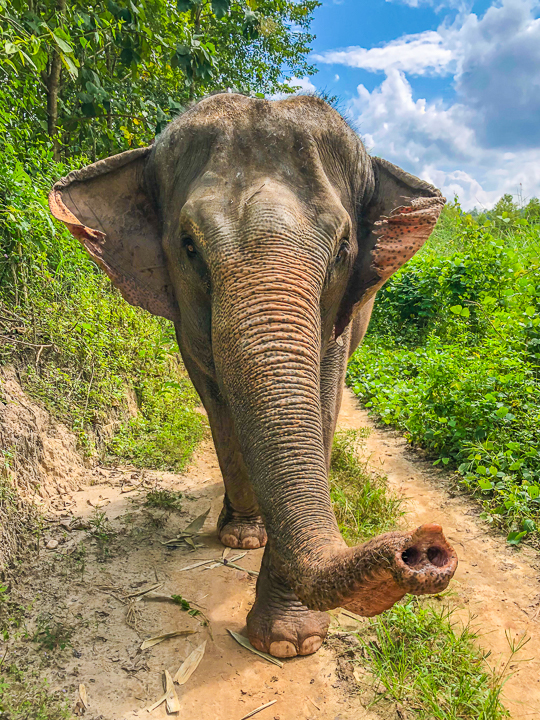 Best Day Trips from Chiang Mai, Thailand -- The White Temple, The Black House, The Golden Triangle, Hiking with Elephants and more! Chiang Mai is a MUST see in Thailand!!