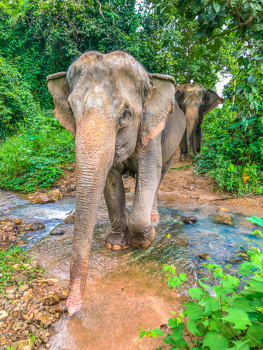 Best Day Trips from Chiang Mai, Thailand -- The White Temple, The Black House, The Golden Triangle, Hiking with Elephants and more! Chiang Mai is a MUST see in Thailand!!