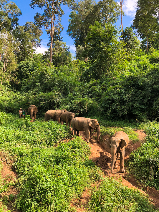 Best Day Trips from Chiang Mai, Thailand -- The White Temple, The Black House, The Golden Triangle, Hiking with Elephants and more! Chiang Mai is a MUST see in Thailand!!