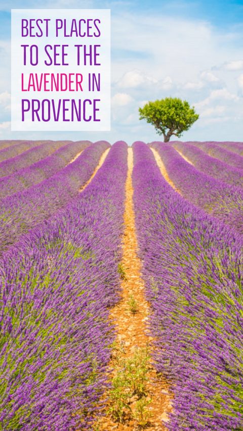 Follow this guide for where to see and photograph the best lavender fields in Provence!