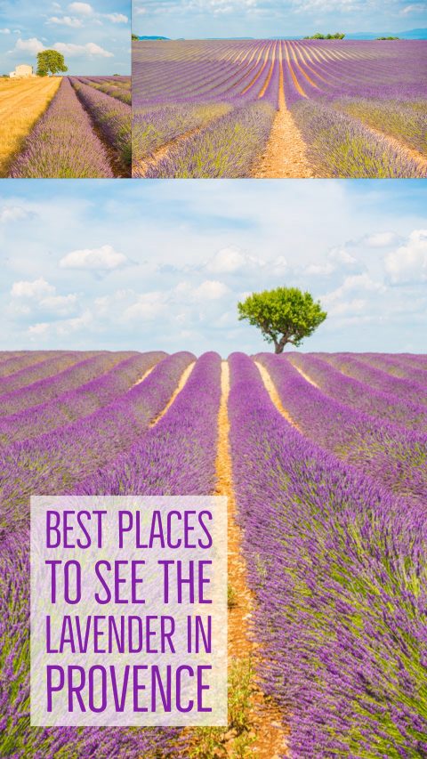 Follow this guide for where to see and photograph the best lavender fields in Provence!