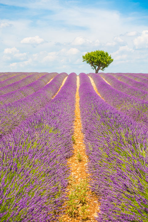 Follow this guide for where to see and photograph the best lavender fields in Provence!