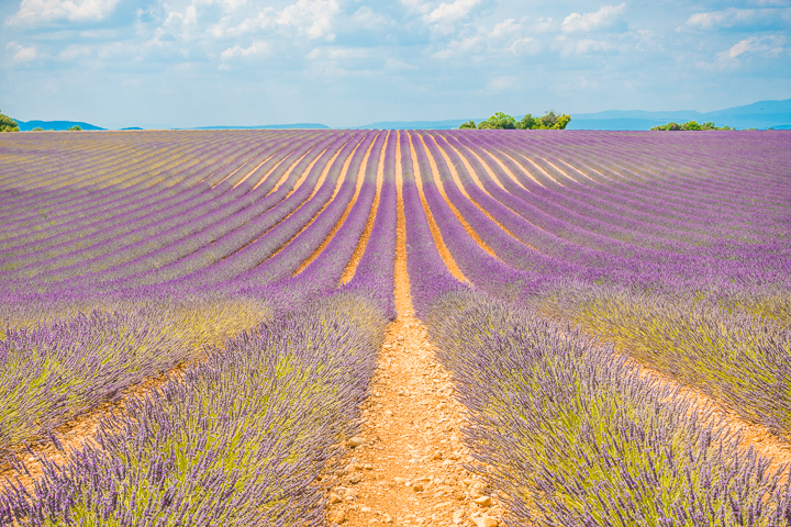 Follow this guide for where to see and photograph the best lavender fields in Provence!