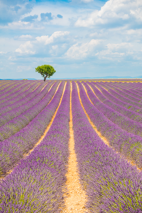 Follow this guide for where to see and photograph the best lavender fields in Provence!