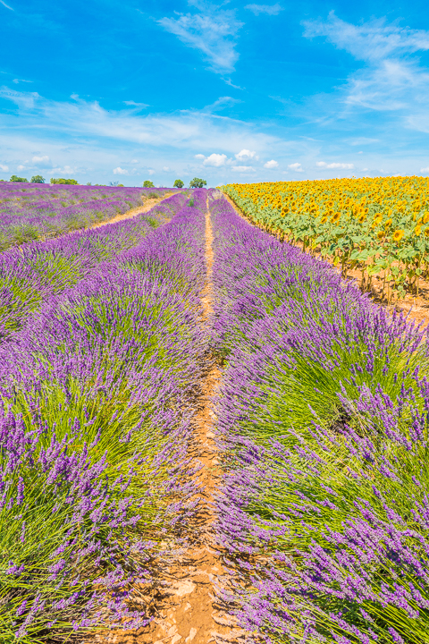 Follow this guide for where to see and photograph the best lavender fields in Provence!