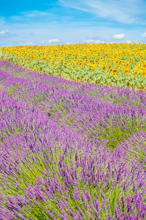 Follow this guide for where to see and photograph the best lavender fields in Provence!