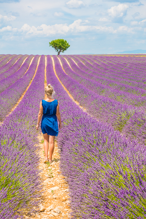 Follow this guide for where to see and photograph the best lavender fields in Provence!