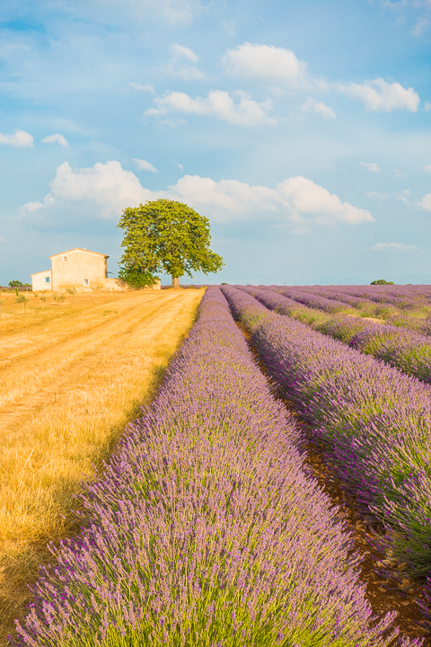 Follow this guide for where to see and photograph the best lavender fields in Provence!