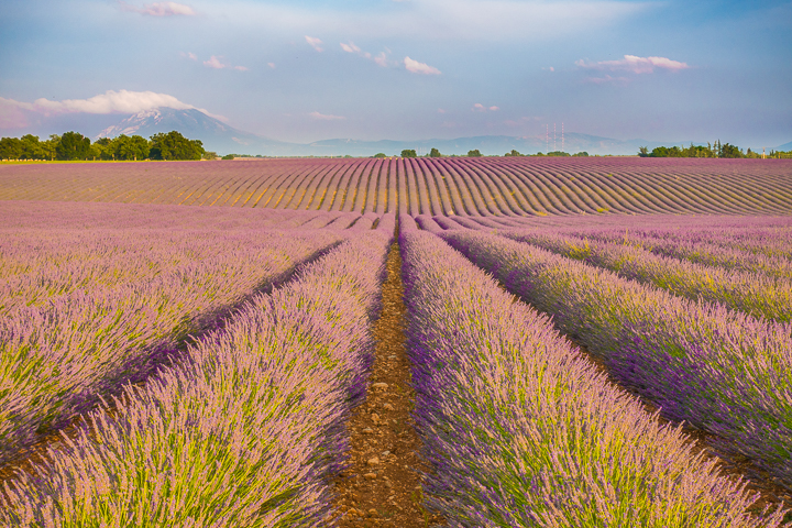 Follow this guide for where to see and photograph the best lavender fields in Provence!