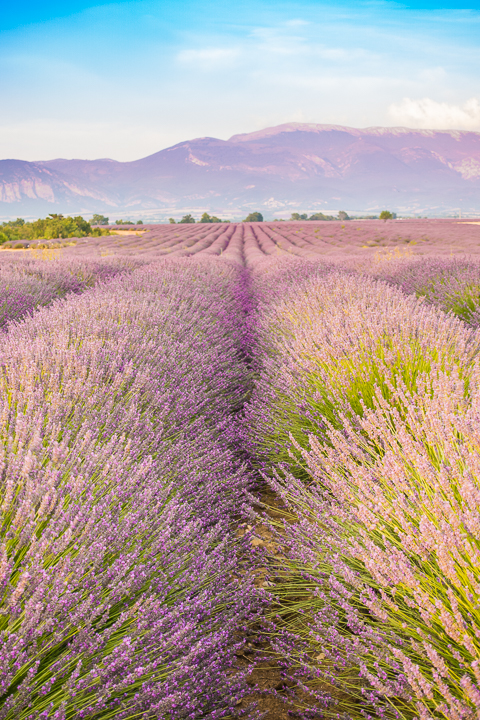 Follow this guide for where to see and photograph the best lavender fields in Provence!