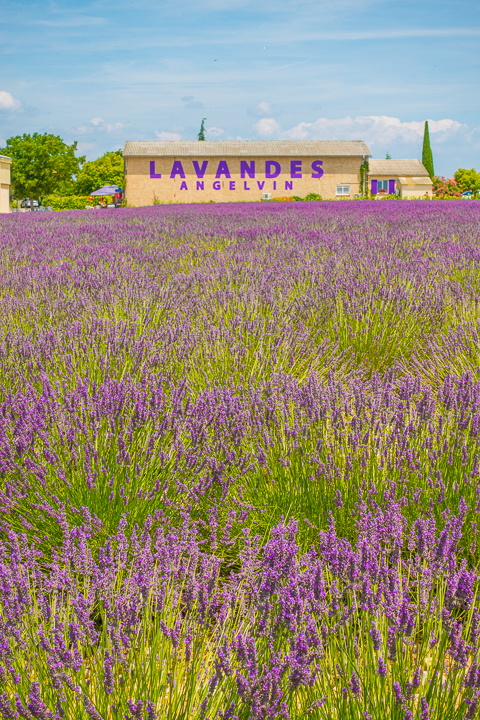 Follow this guide for where to see and photograph the best lavender fields in Provence!