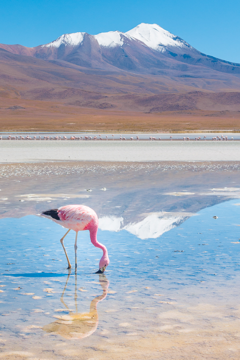 Salt Flats Bolivia — Pink Flamingo at the Salar De Uyuni