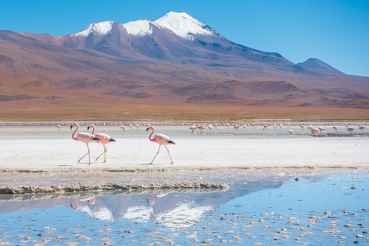 Salt Flats Bolivia — Pink Flamingos at the Salar De Uyuni