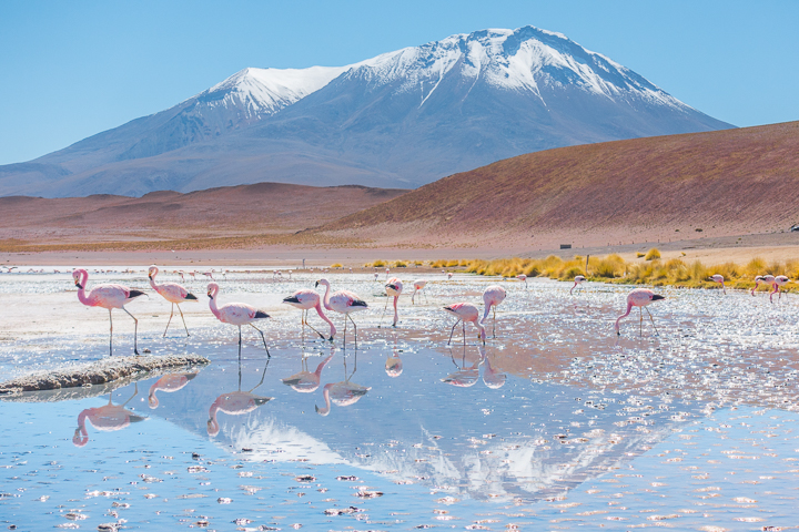 Salt Flats Bolivia — Pink Flamingos at the Salar De Uyuni