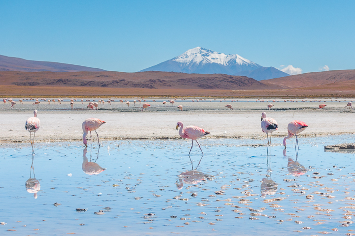 Salt Flats Bolivia — Pink Flamingos at the Salar De Uyuni