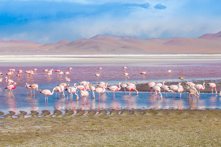 Salt Flats Bolivia — Pink flamingos at Laguna Colorada near Salar De Uyuni