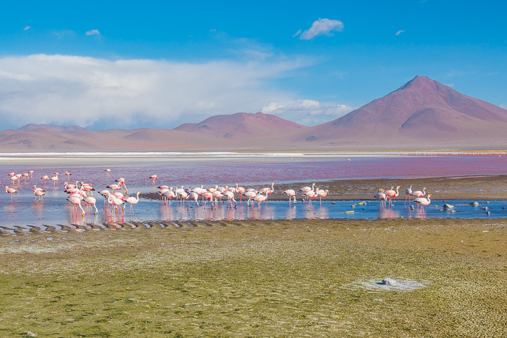 Salt Flats Bolivia — Pink flamingos at Laguna Colorada near Salar De Uyuni