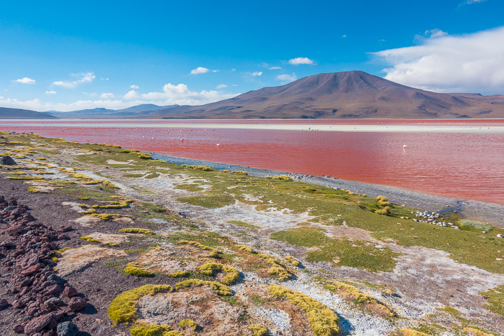 Salt Flats Bolivia — Laguna Colorada near Salar De Uyuni