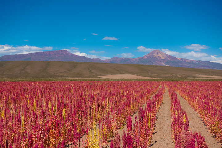 Salt Flats Bolivia — Quinoa fields near Salar De Uyuni